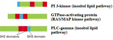 <p>SH2 domain which binds the RTK ICly </p><p>SH3 mediating additional protein-protein interactions </p>