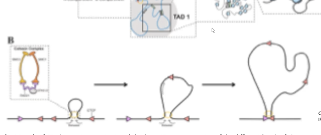 <p>loops the DNA between 2 TAD regions, forming chromatin loops (topologically pulls out the chromatin)</p>