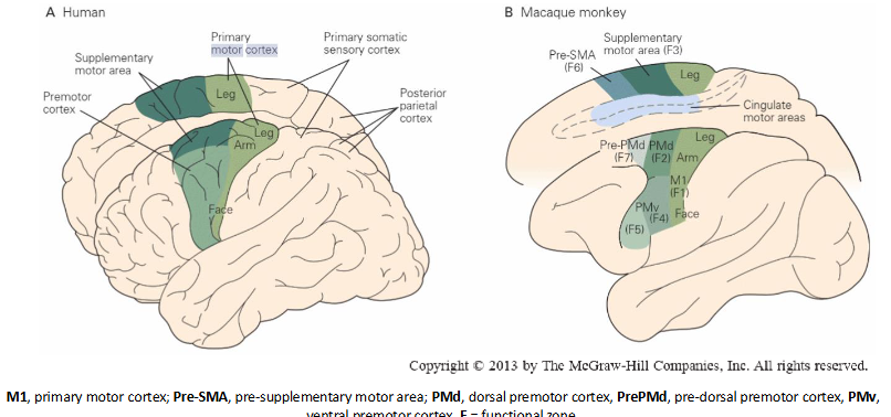 <p>different aspects of motor control are localised to different regions of the cerebral cortex</p>