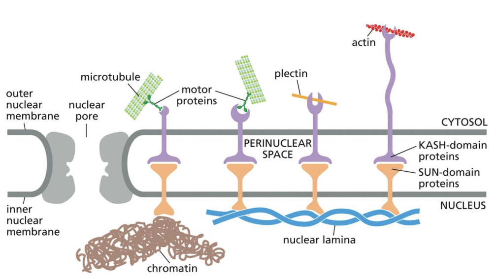<p>Bind to each other within membrane<br>KASH domain proteins bind to external particles<br>SUN domain proteins bind to Chromatin or Nuclear Lamina</p>