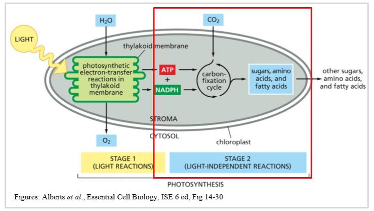 <ul><li><p>in the stroma: NADPH &amp; ATP from the light reactions and atmospheric CO2 are used by the calvin cycle to produce sugars</p></li><li><p>the enzyme rubisco catalyses the first reaction in the calvin cycle</p></li><li><p>overall: light energy + CO2 + H2O → sugars + O2</p></li></ul><p></p>