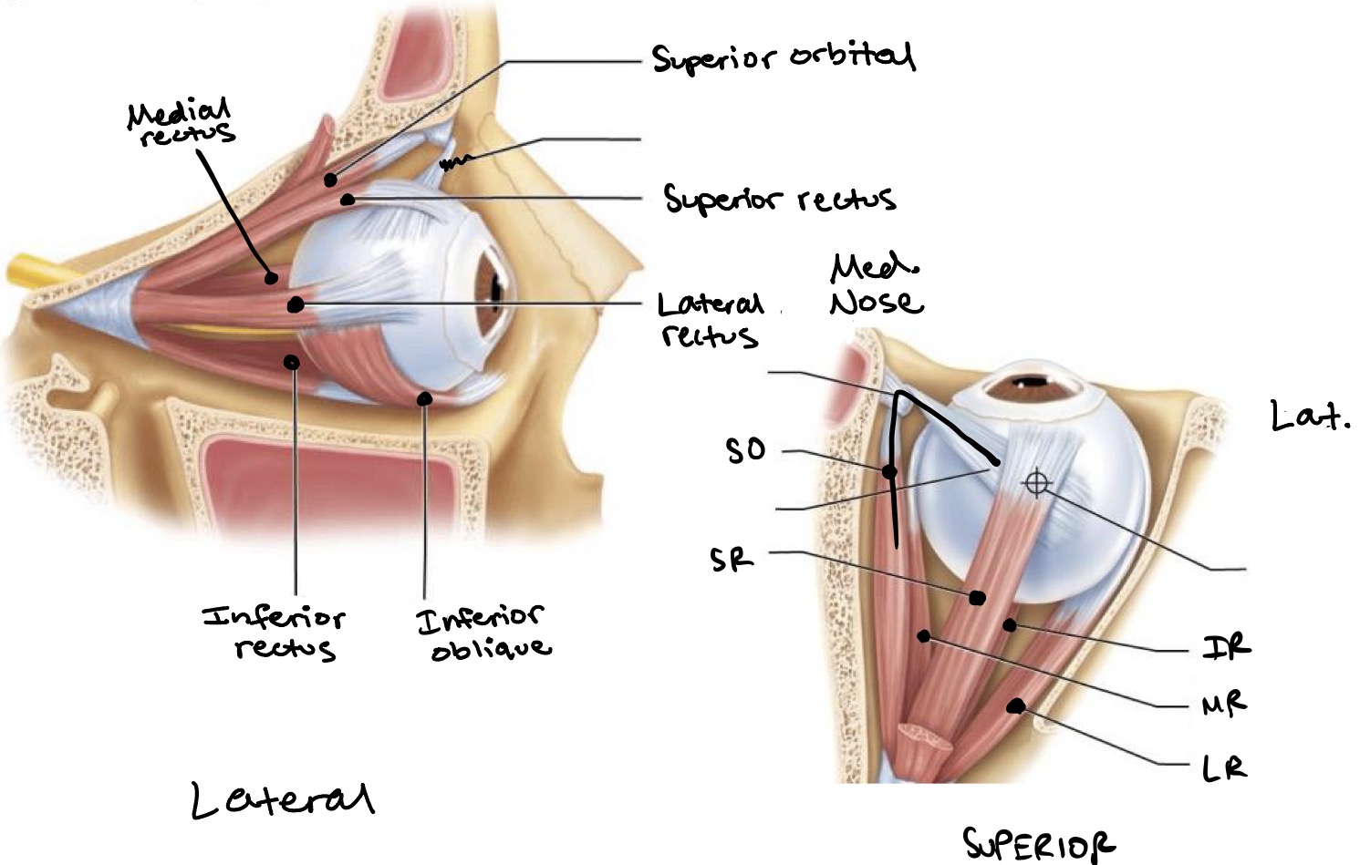 knowt flashcard image