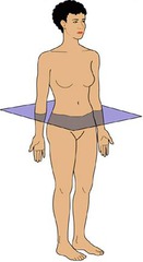 <p>upper/lower</p>