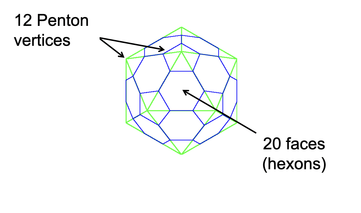 <ul><li><p>Most efficient way to get a symmetrical shell with maximum internal volume from non-symmetrical building blocks</p></li><li><p>20 hexons, 12 pentons</p></li></ul><p></p>
