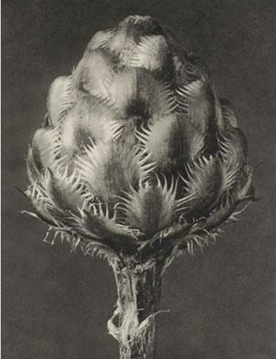 term image