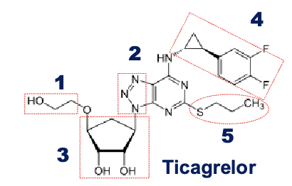 <ul><li><p>triazolopyrimidine- adenosine isostere</p></li><li><p>cyclopentane ring is similar to ribose and the 1,2,3 triazolo- 4,5-d pyrimidine moiety resembles nucleobase adenine</p></li><li><p>PO non prodrug</p></li></ul><p>SAR of ticagrelor</p><ol><li><p>replacement of Ph chain with a <strong>2-hydroxyethoxy group to make the drug reversible and orally available</strong>→ 300 fold reduction in potency</p></li><li><p>changing the purine with <strong>triazolopyrimide</strong> to bring potency to the same level</p></li><li><p><strong>replacement of ribose with cyclopentyl group to avoid chemical instability of the glycosidic bond</strong></p></li><li><p>addition of phenyl cyclopropylamine substituents in the 6 position to offer high affienities to P2Y12 receptor, introduction of fluorines at the phenyl ring leads to further improved metabolic stability</p></li><li><p>variation of C2 minor impact on activity, improves PK properties→ ex. thioether alkylchain</p></li></ol><p></p>