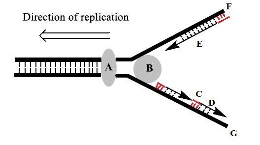 <p>which letter corresponds to the okazaki fragment </p>