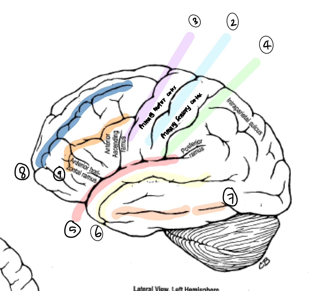 <p>What cerebral fissure/sulcus does #4 represent?</p>