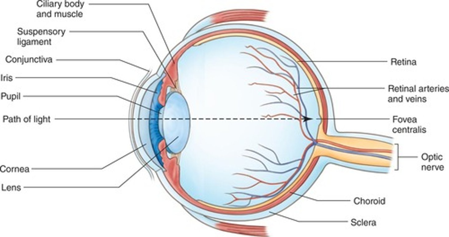 <p>Transparent outer surface of eye covering iris and pupil that focuses light rays entering the eye.</p>