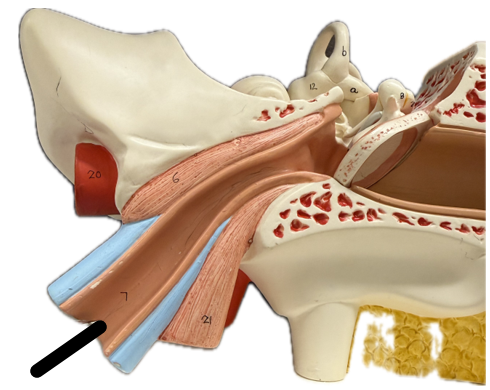 <p>What is the structure and function?</p>