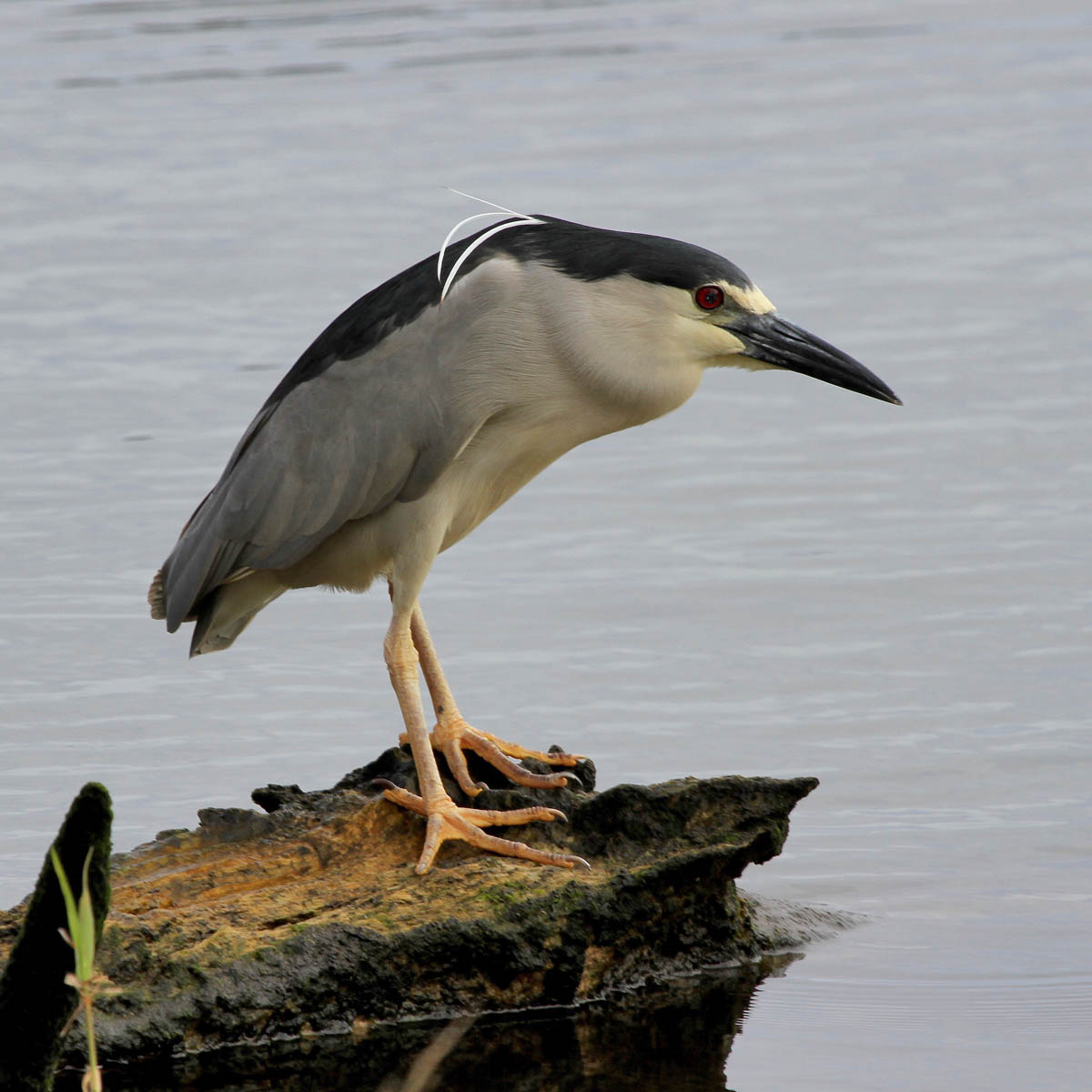 <p>Black-crowned Night Heron</p>