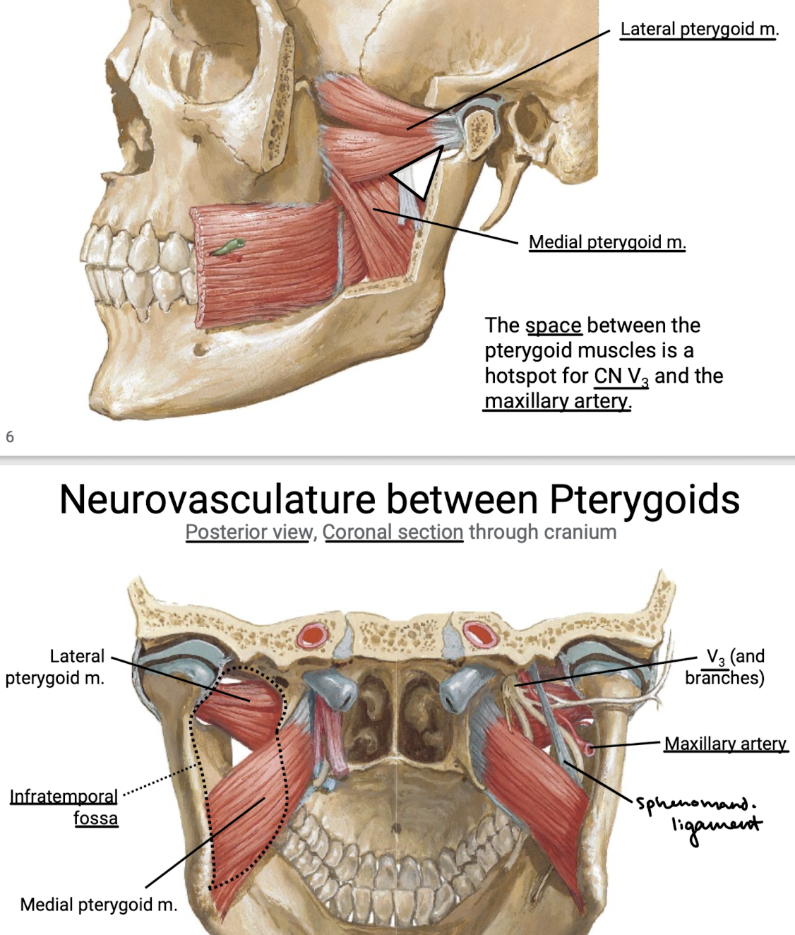 <p>Hotspot for CN V3 and the maxillary artery. Also sphenomandibular ligament.</p>