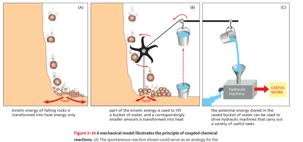 <p>Linked pair of chemical reactions in which f<strong>ree energy released by one reaction serves to drive the other reaction</strong>.</p>