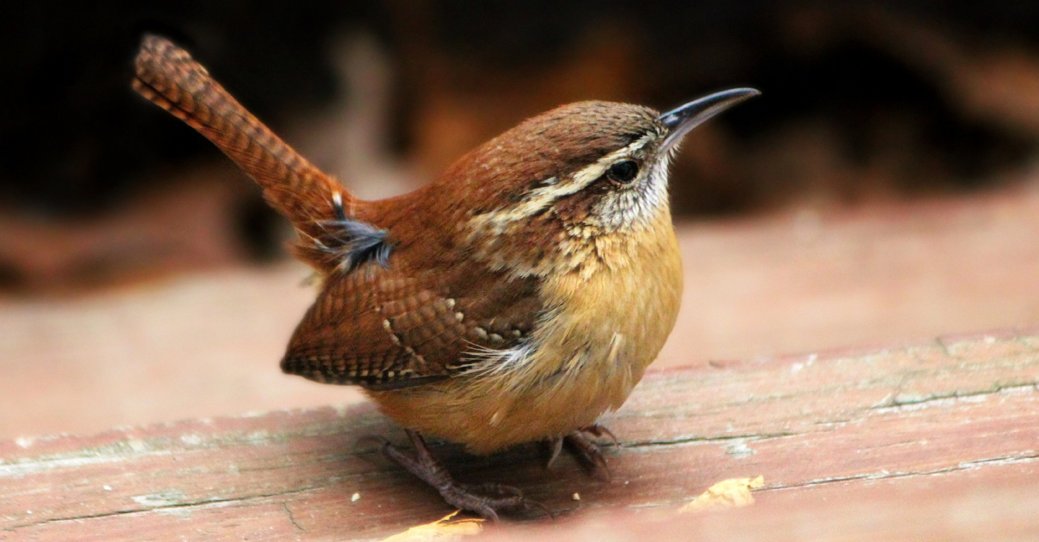 <p>Carolina Wren</p>
