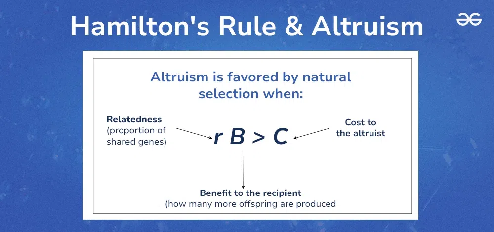 <p>Hamilton's rule</p>