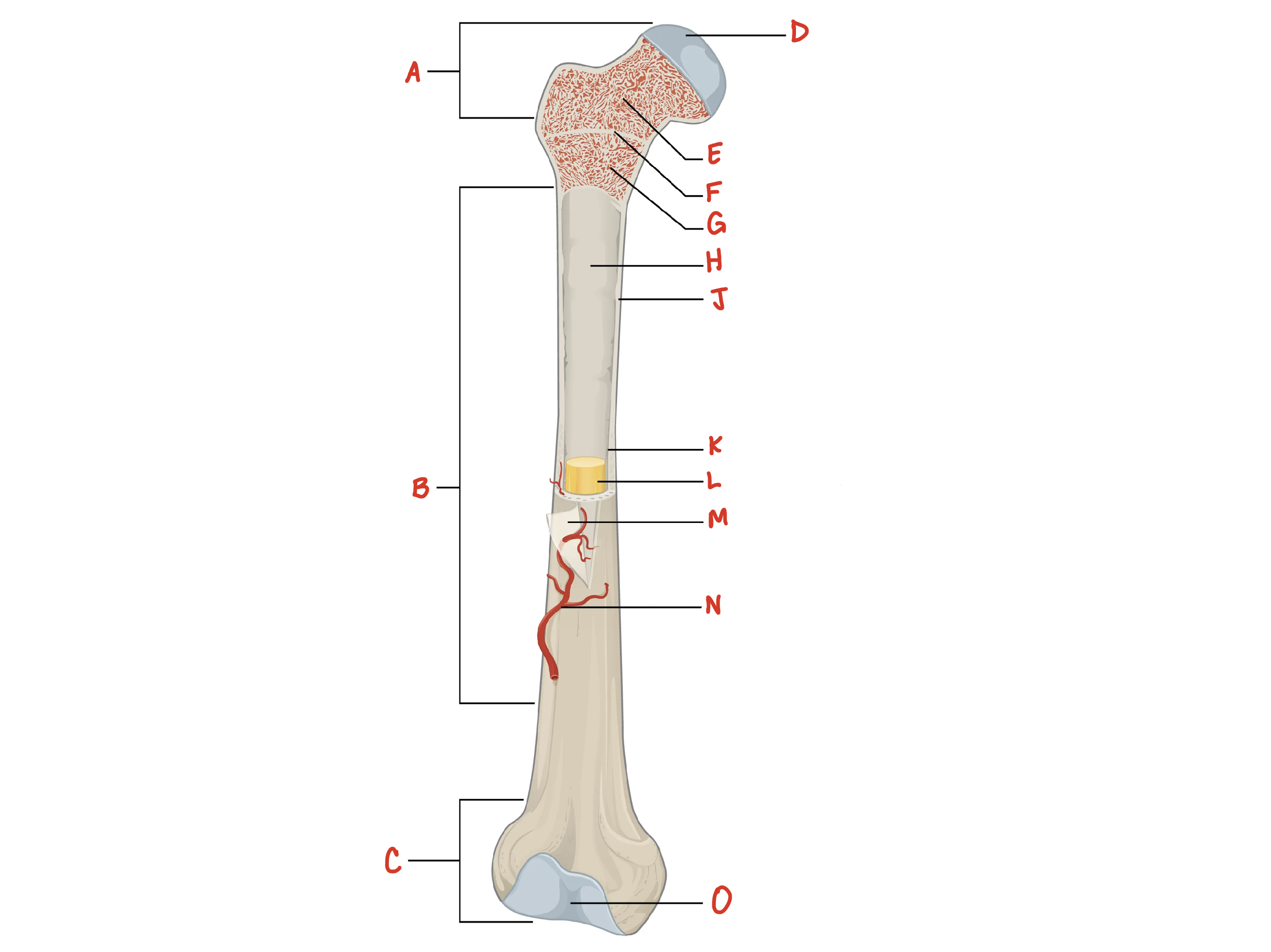 <p>L</p>