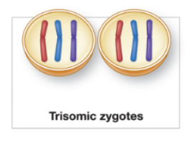 <p>down syndrome; one of the few viable aneuploidies</p>