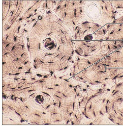 <p>what tissue is this</p>