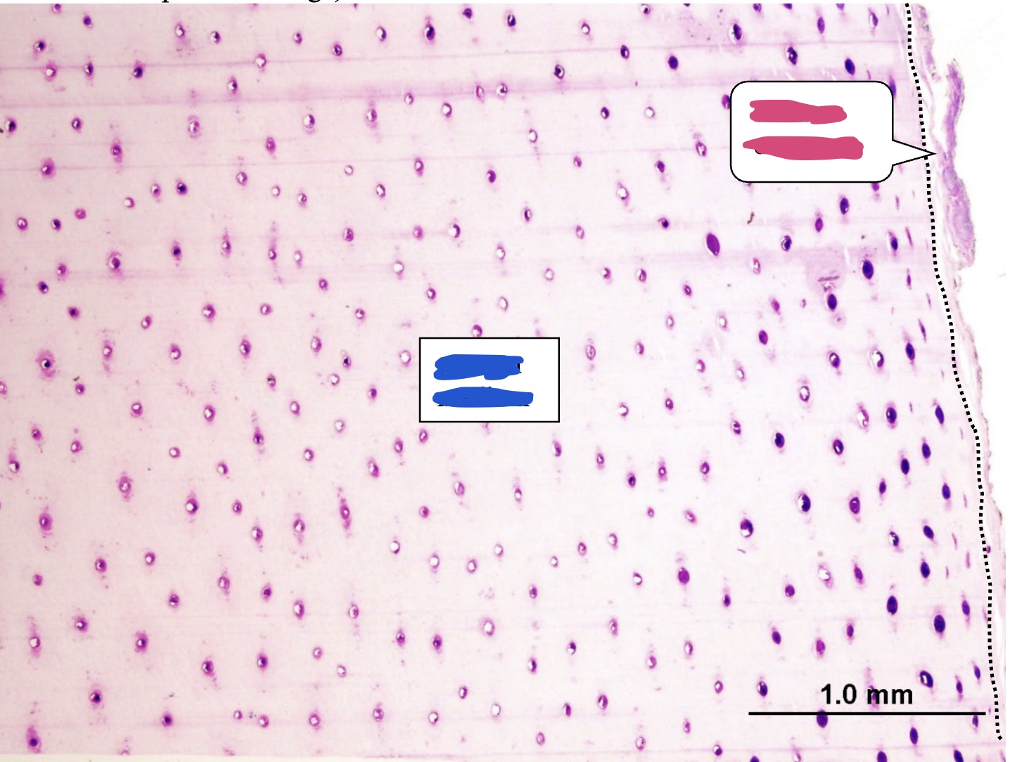 <p>What is labelled in blue? (horse hoof)</p>