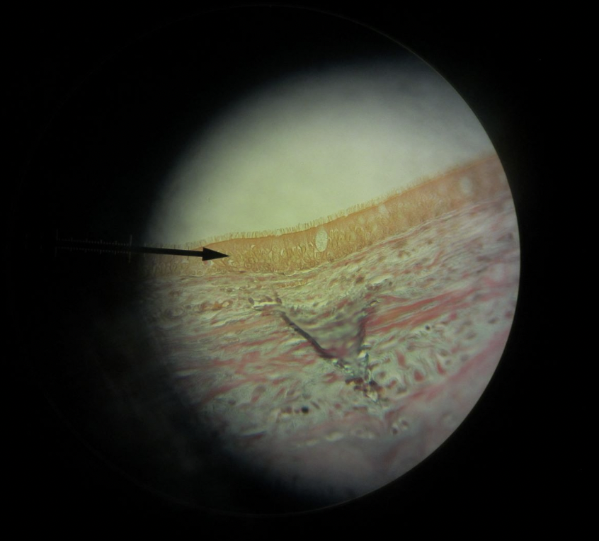 <p>what kind of tissue is this?</p>