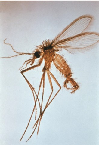 <p><span style="color: blue;">This Phlebotomine sandfly can vector what protist? How are the flies infected?</span></p>