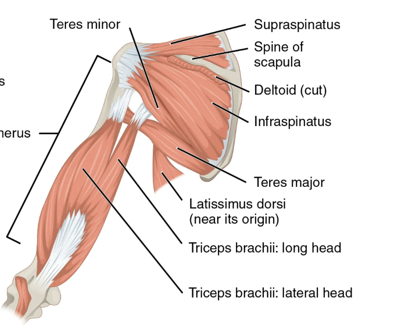 <p>Teres minor muscle </p><p>Origin: inferior lateral border of scapula</p><p>Insertion: greater tubercle of humerus</p><p>Action: lateral (external) rotation and extension of the arm at the shoulder joint</p>