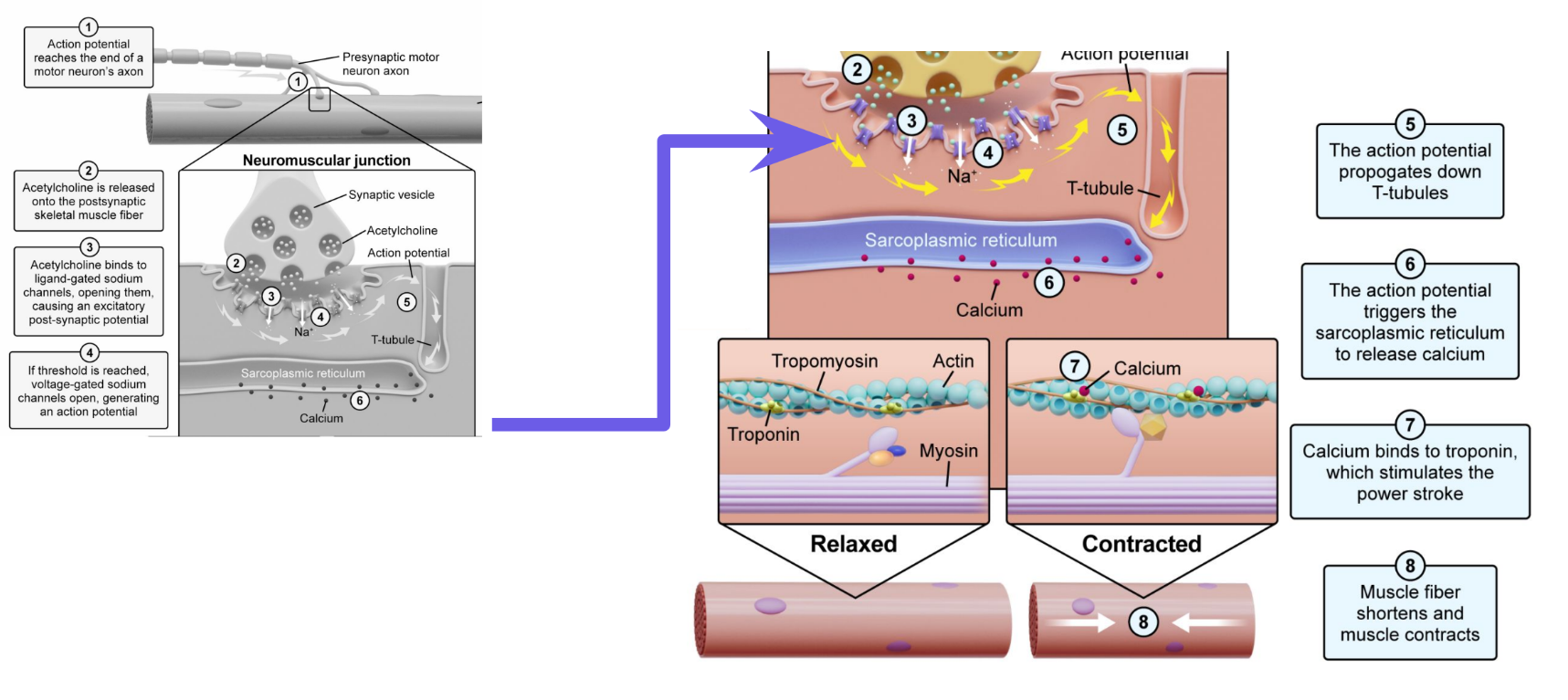 <ol start="5"><li><p>Action potential goes down the <strong>T-tubles</strong></p></li><li><p>Action potential triggers the <strong>sarcoplasmic reticulum </strong>to release <strong>calcium</strong></p></li><li><p>Calcium binds to <strong>troponin, </strong>which stimulates a <strong>power stroke</strong></p></li><li><p>Muscle fiber shortens and the muscle contracts. </p></li></ol><p></p>