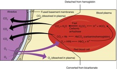 <p>Oxygen and carbon dioxide diffuse across the alveolar epithelium, capillary basement membrane, and endothelium into the blood.</p>