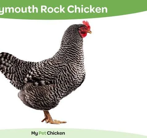 <p>(chicken-poultry)</p>