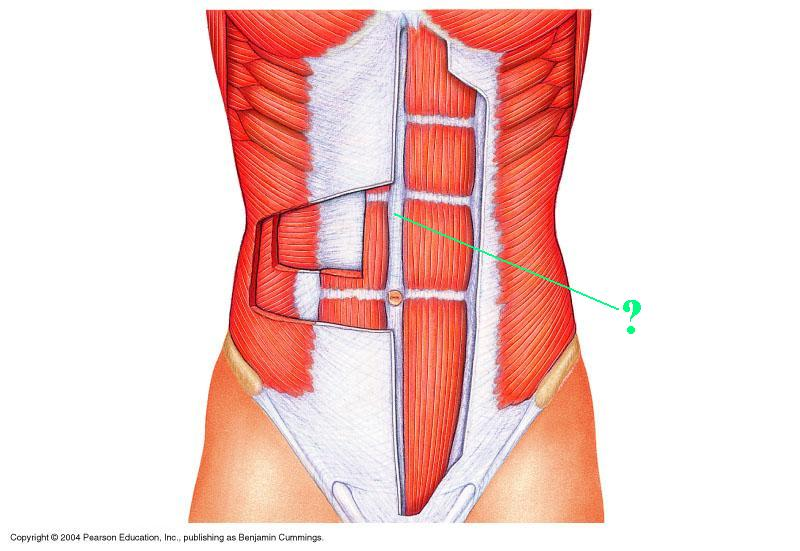 <p>Identify the indicated structure</p>