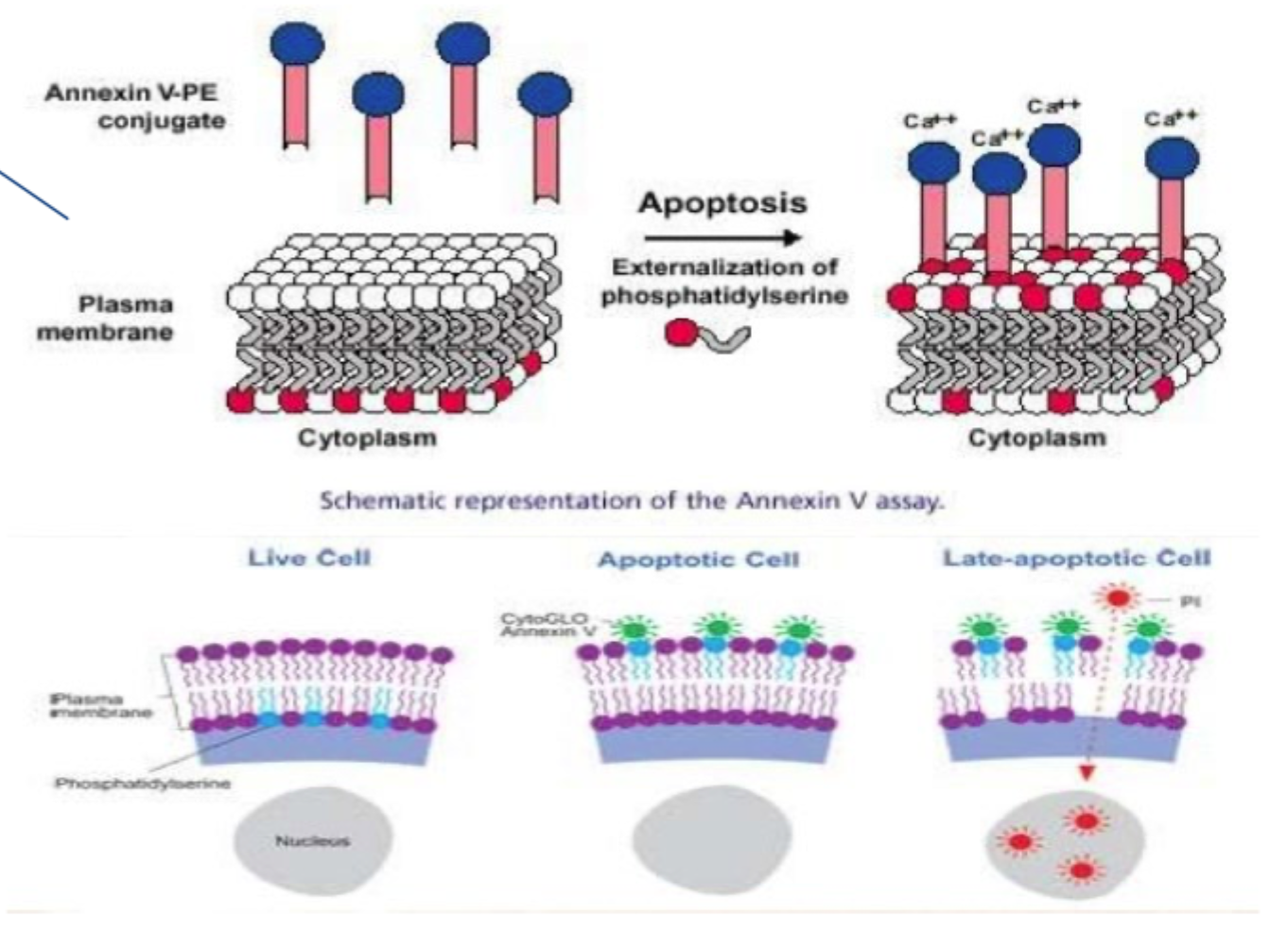 <p>At cellen er i <strong>tidlig apoptose</strong> eller i apoptotisk proces.</p>
