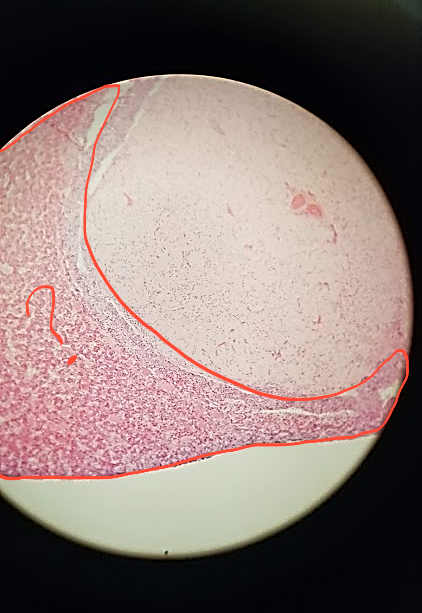 <p>what is outlined?</p>