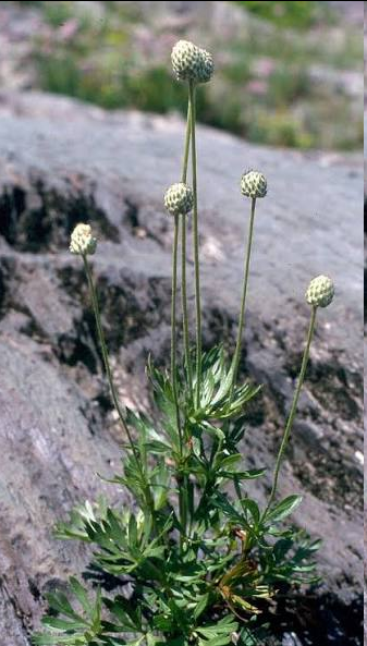 <p><span style="font-family: "Open Sans"; font-size: large;"><strong><u>Anemone multifida Cut-leaf anemone</u></strong></span></p>
