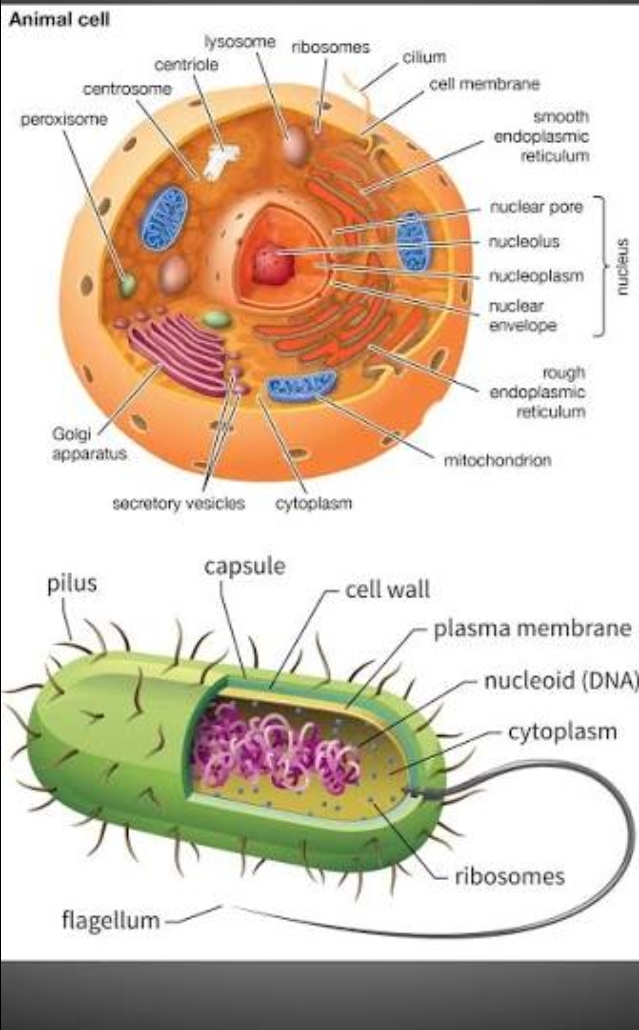 <p>What are the two types of cells?</p>
