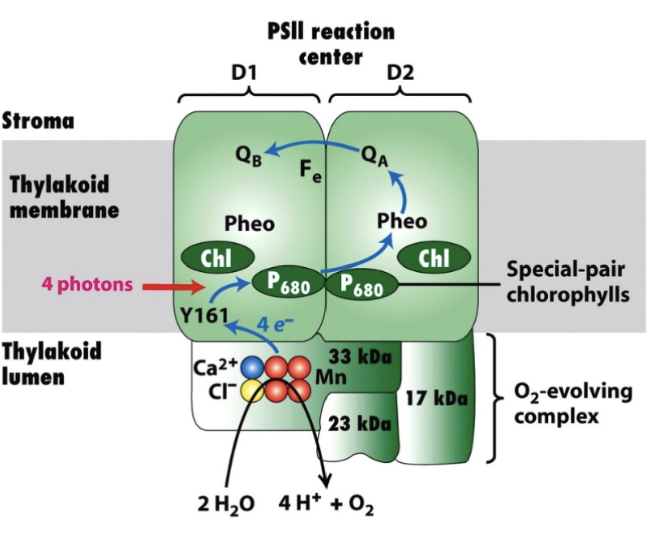 <p>stroma: sugar and proton gradient to get H-ATPase working</p><p>membrane: light and electron movement</p><p>lumen: water splitting and highly acidic</p>