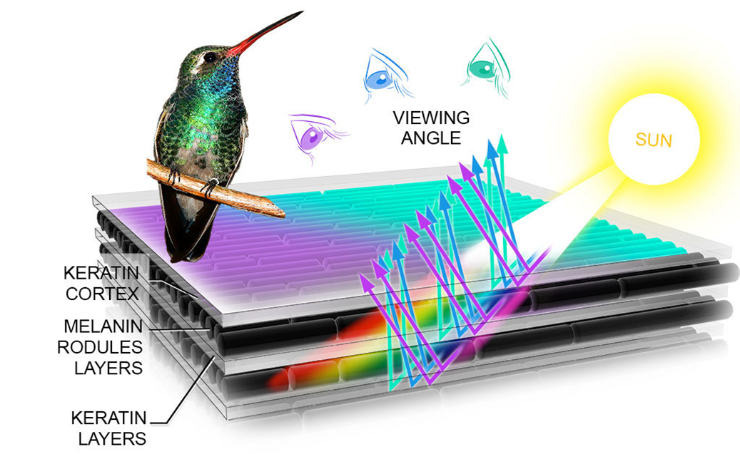 <p><span>describes metallic blues, greens, reds, and golds</span></p><ul><li><p><span>different layers of keratin and melanin reflect different wavelengths of light; color we see depends on angle of light</span></p></li></ul><p></p>