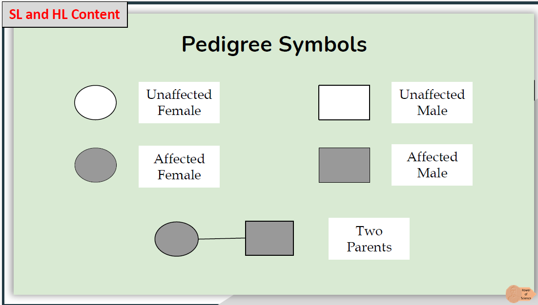 <p><span>A pedigree chart is a diagram that shows the occurrence and appearance of phenotypes of a particular gene or organism and its ancestors from one generation to the next</span></p>