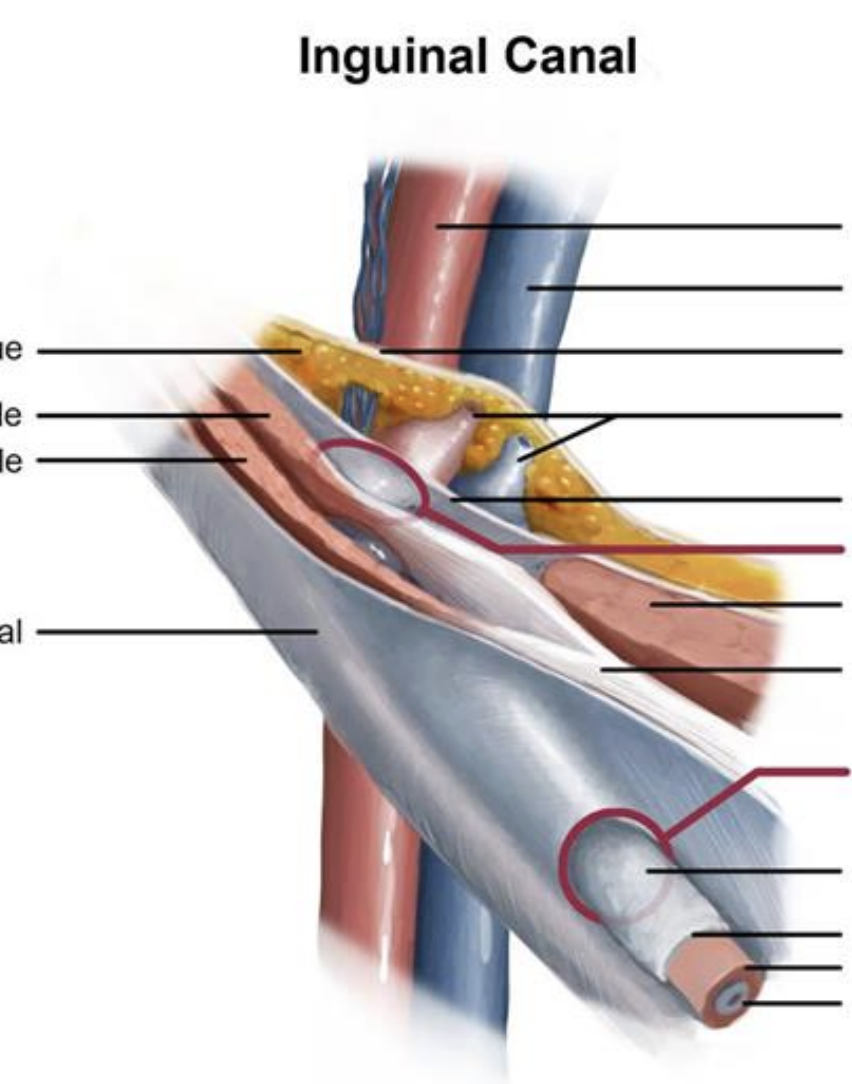 <p>Inguinal Ligament and Canal</p>