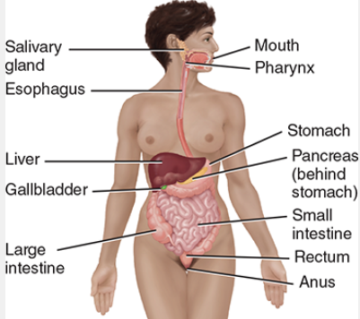 <ul><li><p>C: mouth, pharynx, esophagus, stomach, small large intestines, rectal</p></li><li><p>F: physical and chemical breakdown of food, absorbing nutrients, eliminating waste</p></li></ul><p></p>