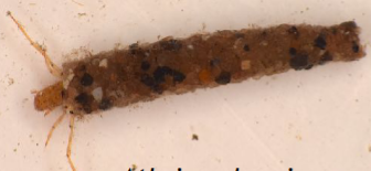 <p>Mostly slender cases; legs thin, with hind legs long (3x length of forelegs); case materials varied</p>