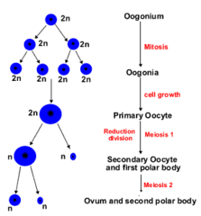 <p>1. 1° Oocytes (2N, 4C) are arrested in Meiosis I until puberty</p><p>2. At puberty, few 1° oocytes complete meiosis I → some form polar bodies, others form 2° Oocytes (1N, 2C)</p><p>3. In 2° Oocytes, meiosis II begins but is arrested in metaphase and is ovulated in this state </p><p>4. If ovulated 2° Oocyte is fertilized, meiosis II finishes → mature ovum (1N, 1C) + another polar body (1N, 1C)</p>