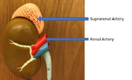 <p>suprarenal artery, renal artery</p>