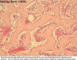 <p>what type of connective tissue is this?</p>