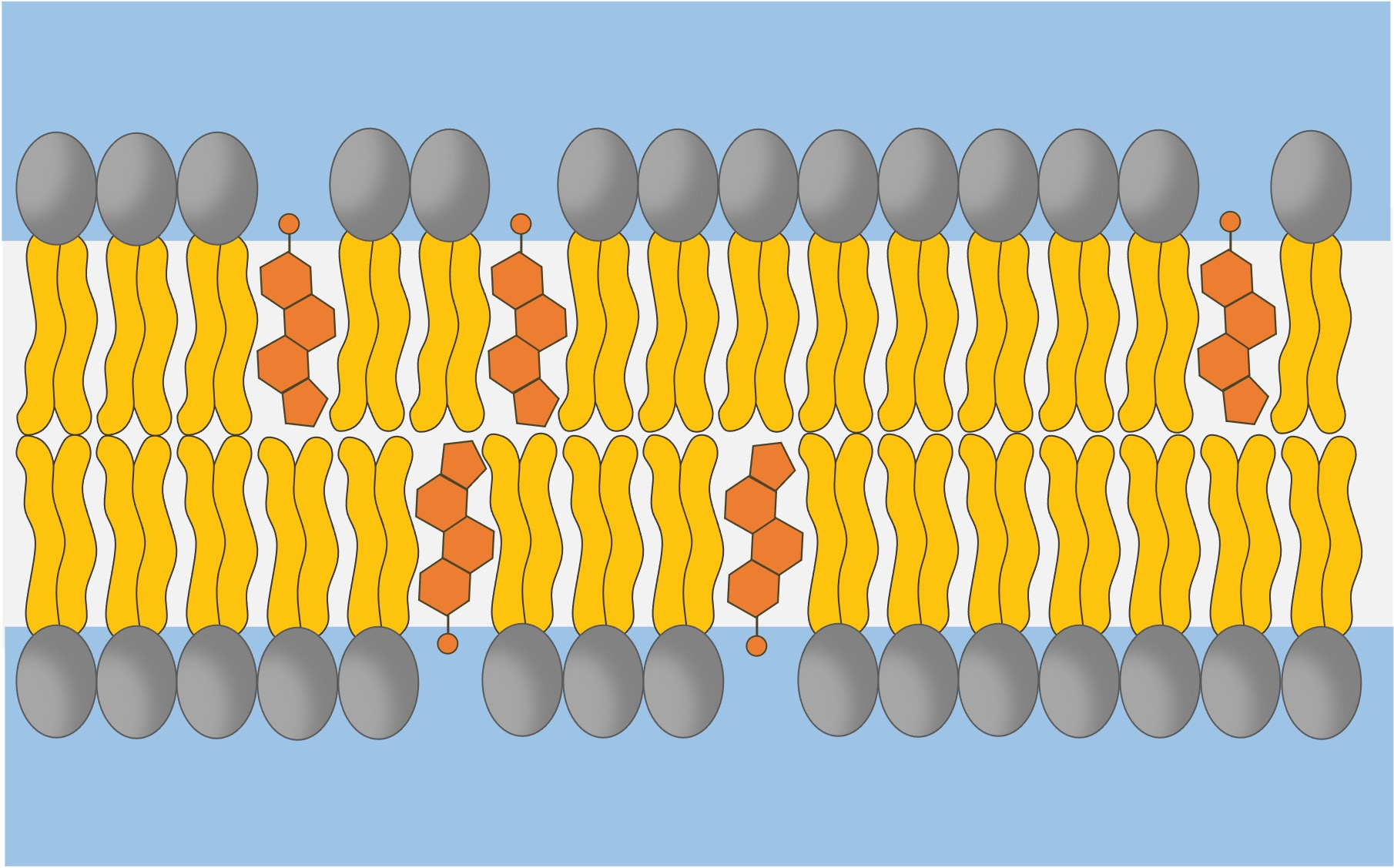 <p>In gaps between phospholipids created by cis unsaturated fatty acid tails.</p>