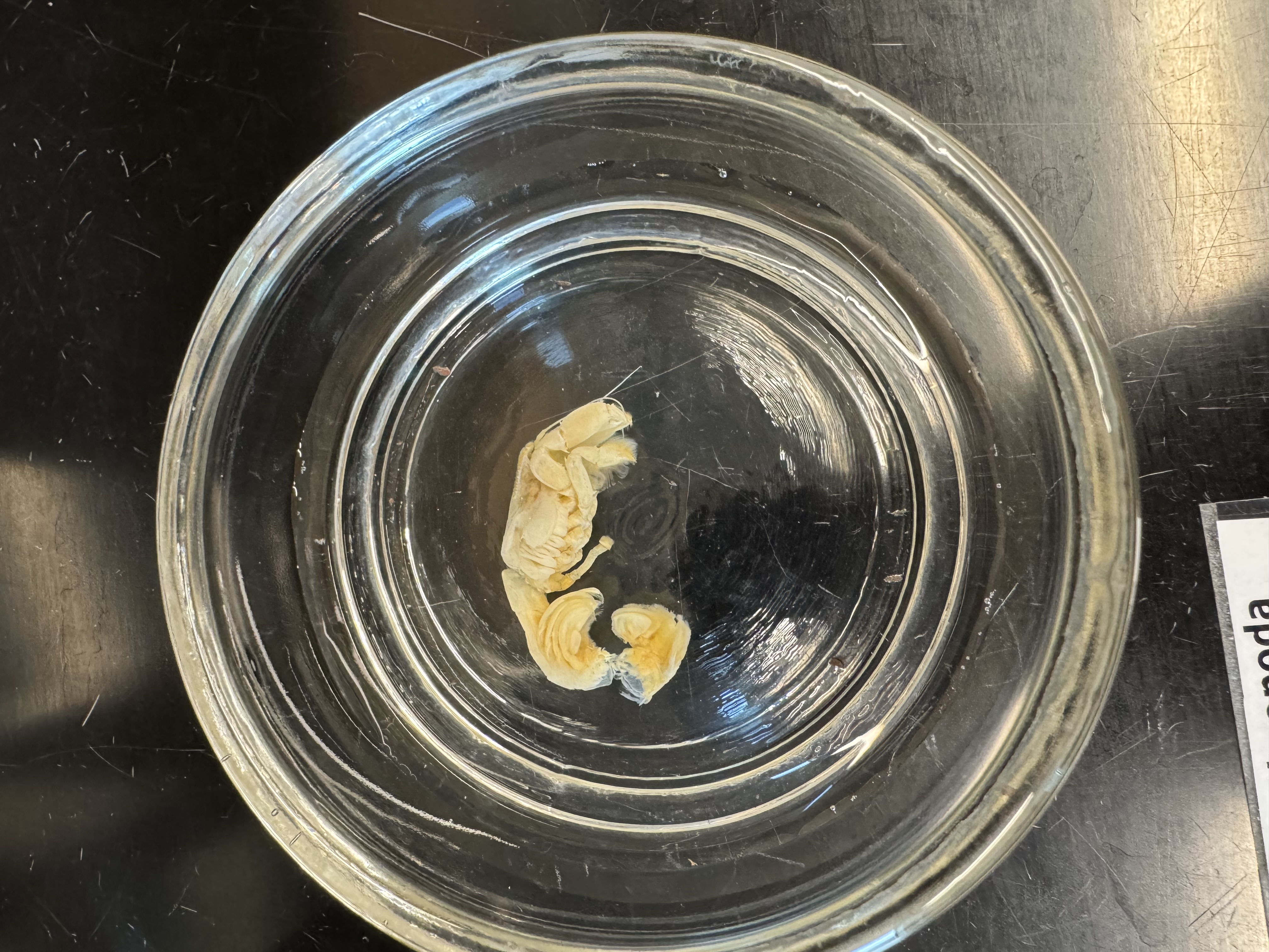 <p>Phylum?</p><p>Subphylum?</p><p>Class?</p><p>Order?</p><p>Suborder?</p><p>Infraorder?</p>