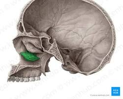 <p>What is this pointing to? What bone is it on?</p>