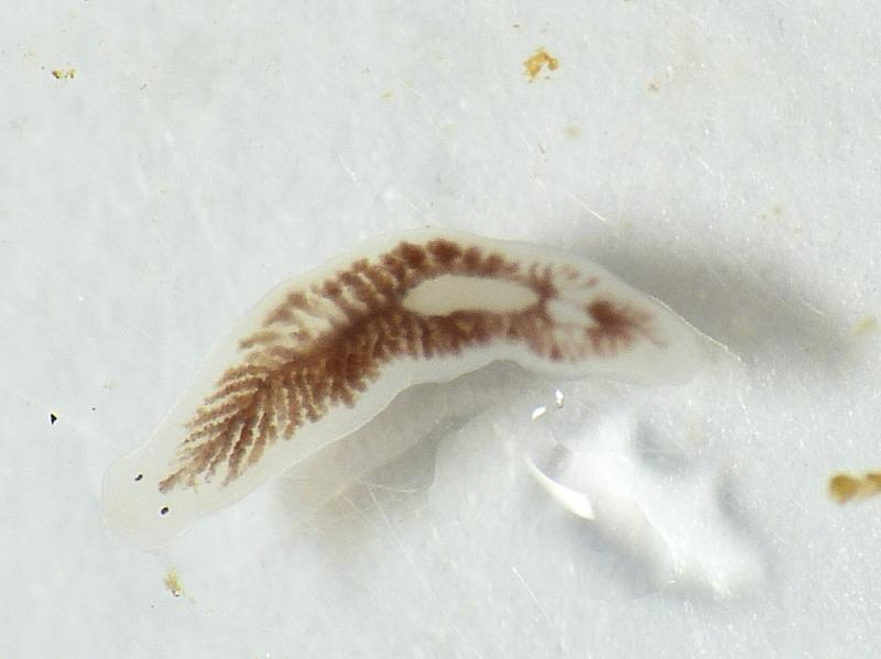 <p>A pale whitish-grey flatworm with one pair of eyes and guts that can appear darker depending on contents.</p>