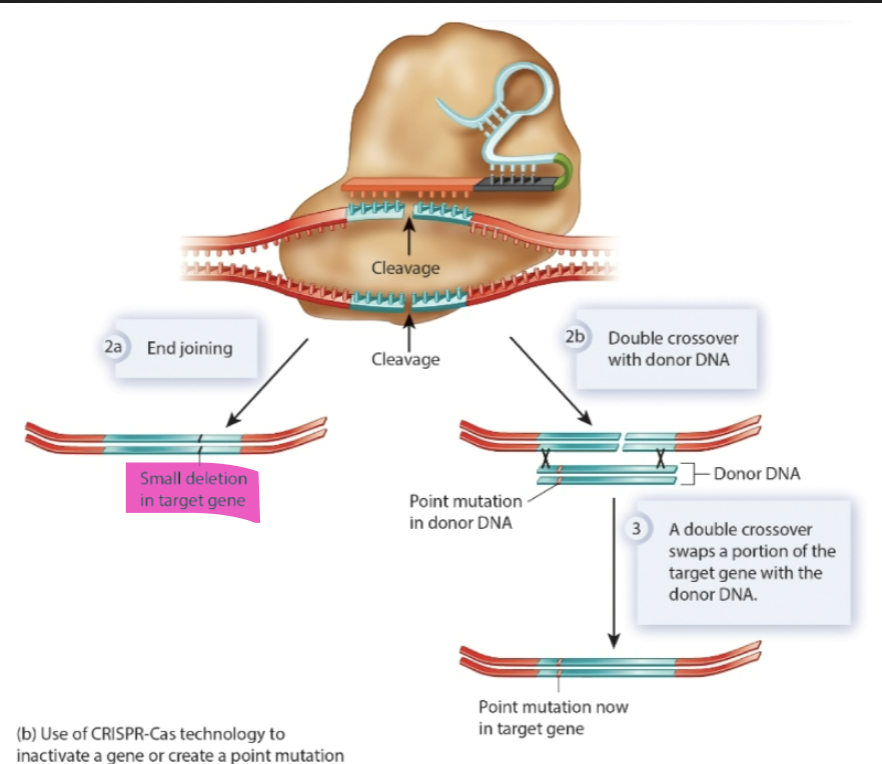 <p>Technique that permanently deactivates/removes a specific gene in an organism</p>