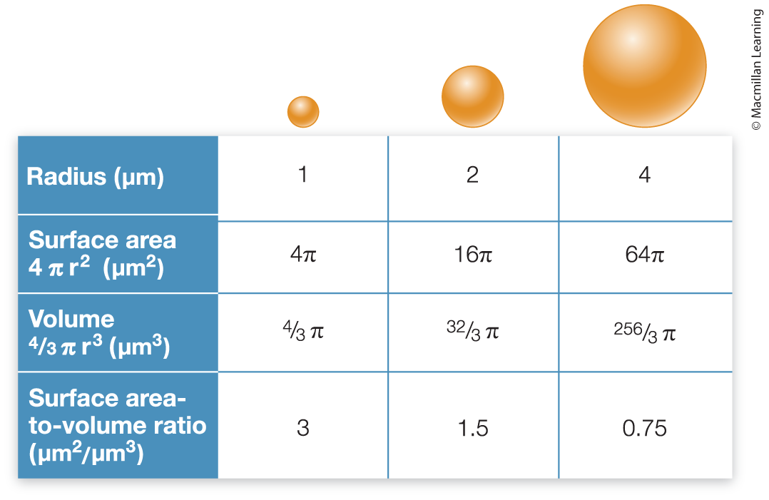 <p>Surface area-to-volume ratio</p>
