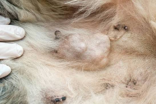 <p>Mammary Gland Tumors (Malignancy Rule)</p>